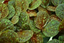 Sonerila sp. java for sale  Portland