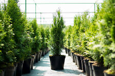 20st thuja smaragd gebraucht kaufen  Saterland