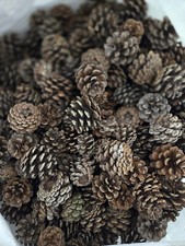 Natural pine cones for sale  Altoona
