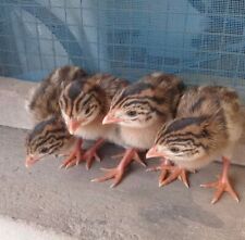 Quail coturnix hatching for sale  COVENTRY