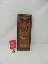 Framed butterfly entomology for sale  STEVENAGE