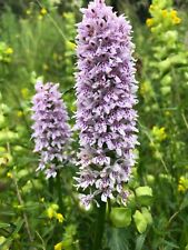 Wildflower common spotted for sale  RUGBY