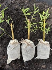 Salix alba var. for sale  ALDERSHOT