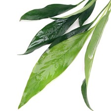 Anubias lanceolata large for sale  HOUNSLOW