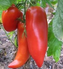 Graines tomate coréenne d'occasion  Coulommiers