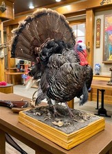 Full body wild for sale  Payson