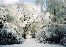 Cartão postal céu neve paisagem natural galho árvore luz solar bioma madeira AA07386 comprar usado  Enviando para Brazil