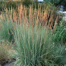Sorghastrum nutans indian for sale  MARCH