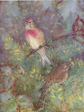 Cock linnet summer for sale Cock linnet summer for sale  DEREHAM