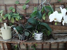orchids white for sale orchids white for sale TONBRIDGE