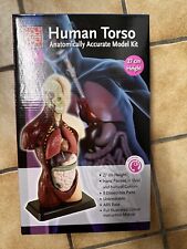 Menschlicher körper torso gebraucht kaufen  Oelde