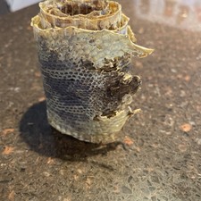 Bull snake gopher for sale  Greenfield