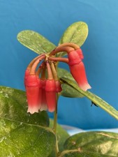 Macleania coccoloboides neotro for sale  San Francisco