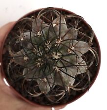 Copiapoa griseoviolacea y10 usato  Napoli