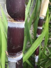 Live sugarcane plant for sale  Temple City
