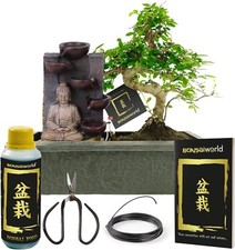 Bonsai baum starter gebraucht kaufen  Berlin