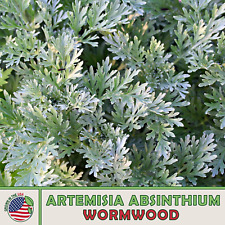 1000 wormwood seeds for sale  Venice