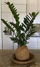 Plant kokedama for sale  Miami