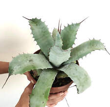 Agave parrasana agave usato  Napoli