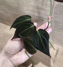 Philodendron scandens micans gebraucht kaufen Philodendron scandens micans gebraucht kaufen  Bogen