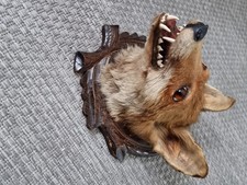 Fuchs kopf präparat gebraucht kaufen  Iserlohn