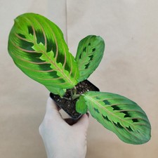 Maranta red prayer for sale  Woodland Hills