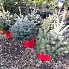 Picea pungens super for sale  EGHAM