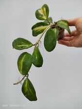 Hoya obovata variegata usato  Massa di Somma
