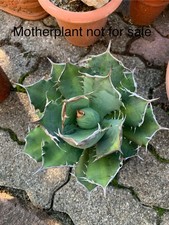 Agave titanota var. usato Agave titanota var. usato  Medolla