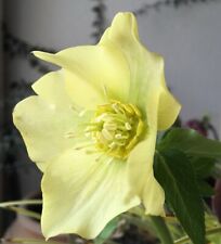 Christrose yellow lady gebraucht kaufen  Bad Zwischenahn