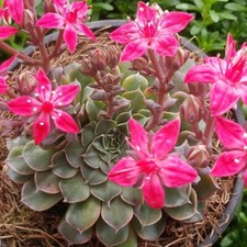 Pianta tacitus graptopetalum usato  Torre Canavese