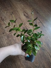 Goldfish plant black for sale  CHESTER LE STREET