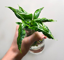 Rare shangri pothos for sale  MARKET HARBOROUGH