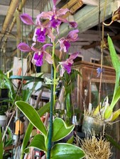 Den. firefly variegated for sale  Kapaa