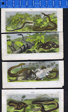 Snakes cobra boa for sale  Enterprise