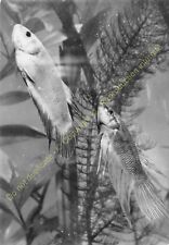 Rppc photo poisson d'occasion  Amboise