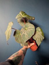 Begonia pavonina rare for sale  STOCKPORT
