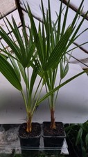 Plants chamaerops humilis for sale  LEICESTER