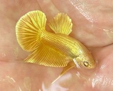 Betta súper gold for sale  Providence