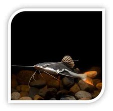 ripsaw catfish aquarium fish for sale ripsaw catfish aquarium fish for sale Haslet