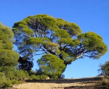 Pinus halepensis aleppo usato  Napoli