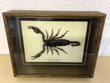 Taxidermy real life for sale  LUTON