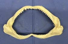 Vintage bull shark for sale  Wanchese