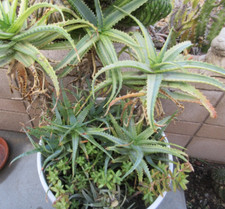Aloe arborescens tree for sale  Glendora