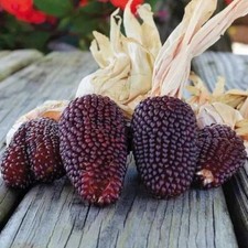 Graines maïs fraise d'occasion  Cahors