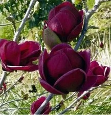 Magnolia genie pbr for sale  LIVERPOOL