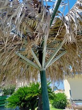 Ombrellone giardino con usato  Villaspeciosa