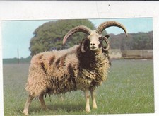 Jacob ram cotswold for sale  ROCHESTER