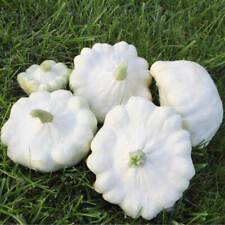 Zucchino custard white usato  Trappeto