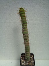 Eulychnia castanea spiralis gebraucht kaufen  Amtsberg